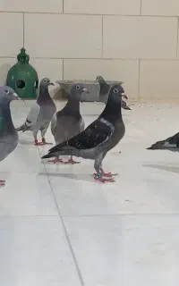 پلاکی