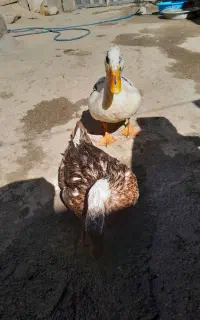 اردک نرو ماده