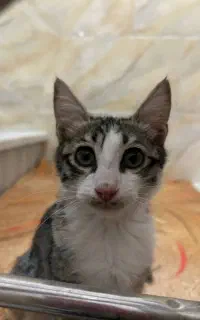 گربه