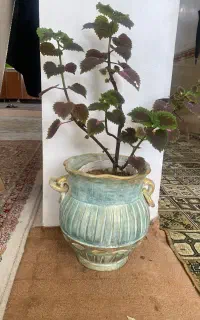 گلدون پتینه