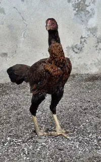 لاری