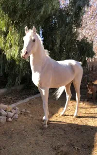 اسب عرب ۸ ساله مدارک دار