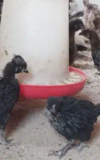 جوجه مرغ محلی گلپایگان