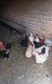 مرغ و خروس رسمی