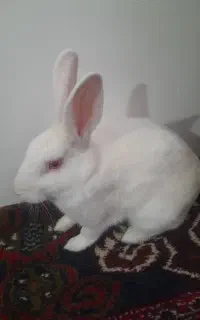 ۲ عدد خرگوش بالغ و کوچک