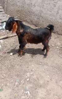گوسفند نر