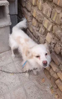 سگ خانگی بفروش می رود