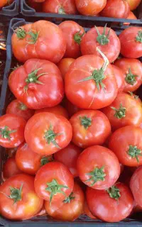 گوجه درجه یک ارومیه