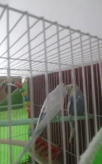 مرغ عشق