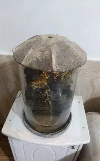 آکواریوم تمیز جنگلی