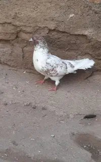 کفتر
