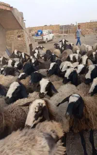 ۱۱۵ راس میش شال