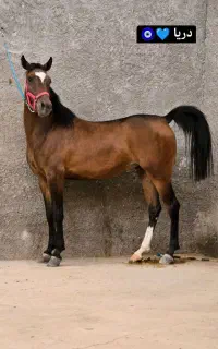 اسب