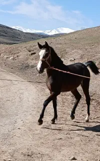 نریان‌دوساله