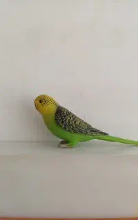فیگور مرغ عشق