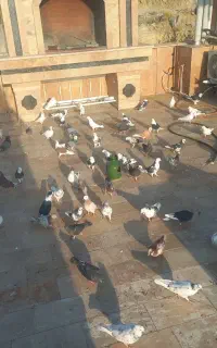 کفتر خوب