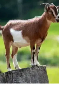 فروش بز