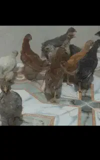 بومی