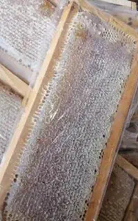عسل طبیعی موم سبلان