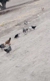 جوجه محلی