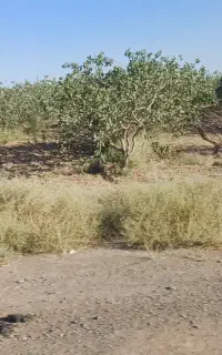 خرید پسته