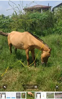 فروش اسب سواری و باری معاوضه  با گوسفند