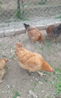 حدود۴۰عددمرغ