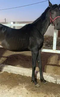 کره ماده سیاه