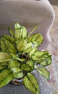 گل طبیعی آپارتمانی
