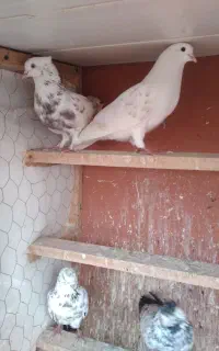 فروش ۱۵ عدد کفتر پرش بالای ۷ساعت