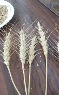 گندم بهاره
