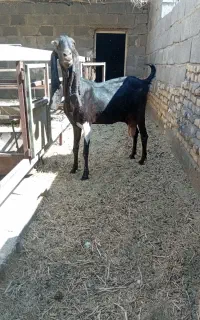 بزکاموری