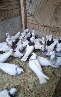 طوقی