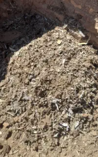 کودکبوتر