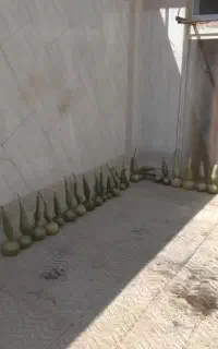 کدو