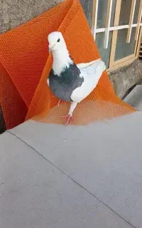 گمشده