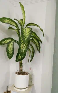 گل دیفن فروشی