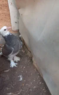 کبوتر
