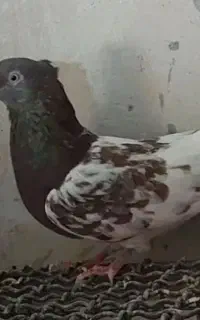 کفتر گمشده