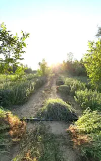 بادرنجبور