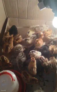 خروس