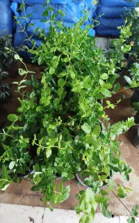 برای باغتون گل نمیخاید باغتون زیبا کنید ۲۵۰ تا ۳۵۰