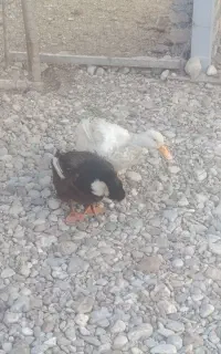 اردک