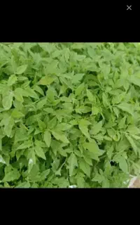 نشاگوجه کردی