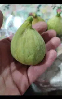 انجیرشیرین ارگانیک