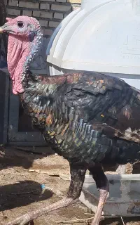 بوغلمون