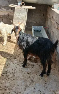 بز جوان ۸ میلیون