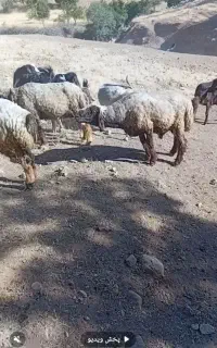 قوچ داشتی