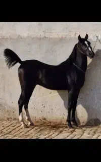مادیان جهت تولید و‌پرورش از بهترین خط خونی هاایران