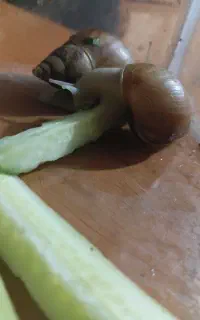 حلزون رایگان